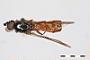 Valdivia ruficauda