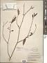 Vallesia glabra (Cav.) Link
