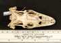 Varanus niloticus