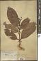Vatica pauciflora (Korth.) Blume