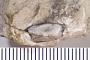 Vaticinodus ? simplex St.John & Worthen