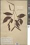 Ventilago leiocarpa Benth.