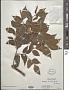 Ventilago leiocarpa Benth.