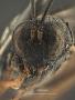 Venturia valelaminata