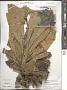 Verbascum thapsus L.