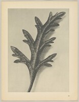 Verbena canadensis