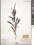 Verbena simplex F. Lehm.