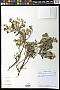 Vernonia sp.