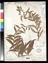 Vernonia viminalis Gleason