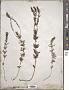 Veronica austriaca L.