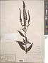 Veronica longifolia L.