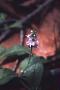 Veronica officinalis L.