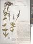 Veronica teucrium L.