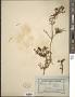 Verticordia cunninghamii Schauer