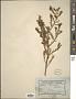 Verticordia cunninghamii Schauer