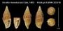 Vexillum kewaloensis