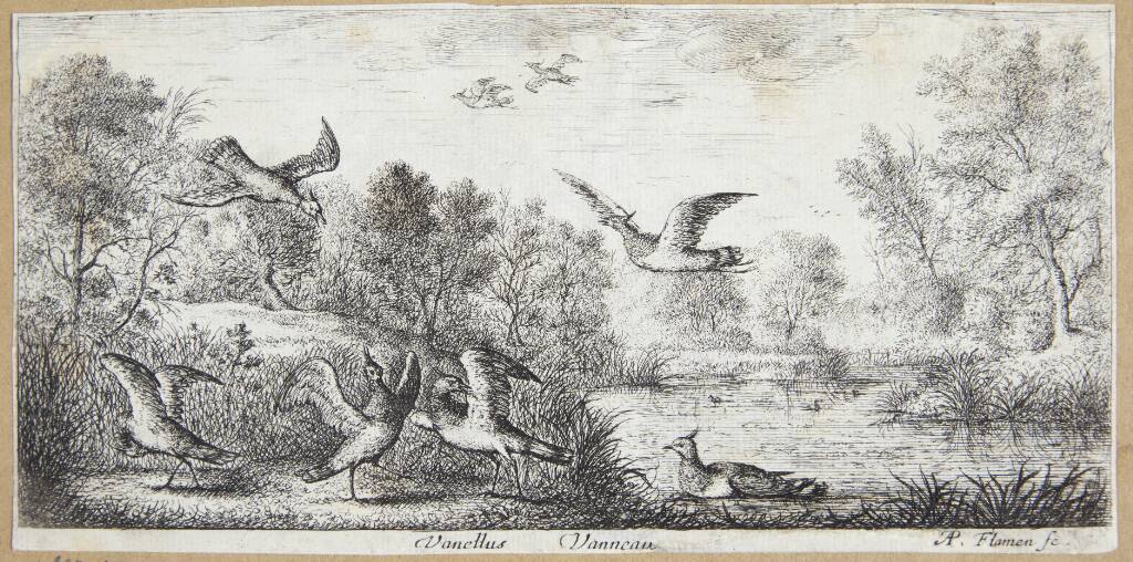 Viben (Vanellus)