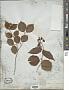 Viburnum dentatum L.