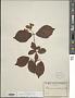 Viburnum dilatatum Thunb.