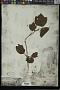 Viburnum edule (Michx.) Raf.