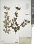 Viburnum kansuense Batalin