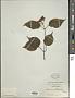 Viburnum lobophyllum Graebn.