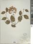 Viburnum lobophyllum Graebn.