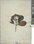 Viburnum nudum L.