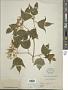 Viburnum opulus L.