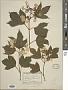 Viburnum opulus L.