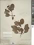 Viburnum rufidulum Raf.