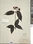 Viburnum setigerum Hance