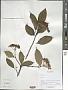Viburnum sp.