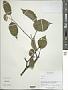 Viburnum sp.