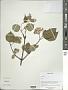 Viburnum sp.