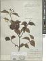 Viburnum wrightii Miq.