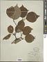 Viburnum wrightii Miq.