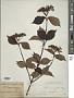 Viburnum wrightii Miq.