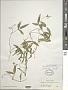Vigna longifolia (Benth.) Verdc.
