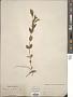 Vinca minor L.