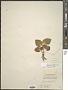 Viola blanda Willd.