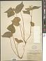 Viola canadensis L.