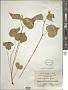 Viola canadensis L.
