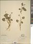 Viola cucullata Aiton