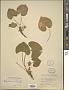 Viola cucullata Aiton