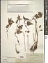 Viola micrantha C. Presl