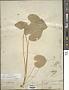 Viola nephrophylla Greene