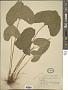 Viola papilionacea Pursh
