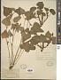 Viola pubescens Aiton
