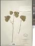 Viola pubescens Aiton